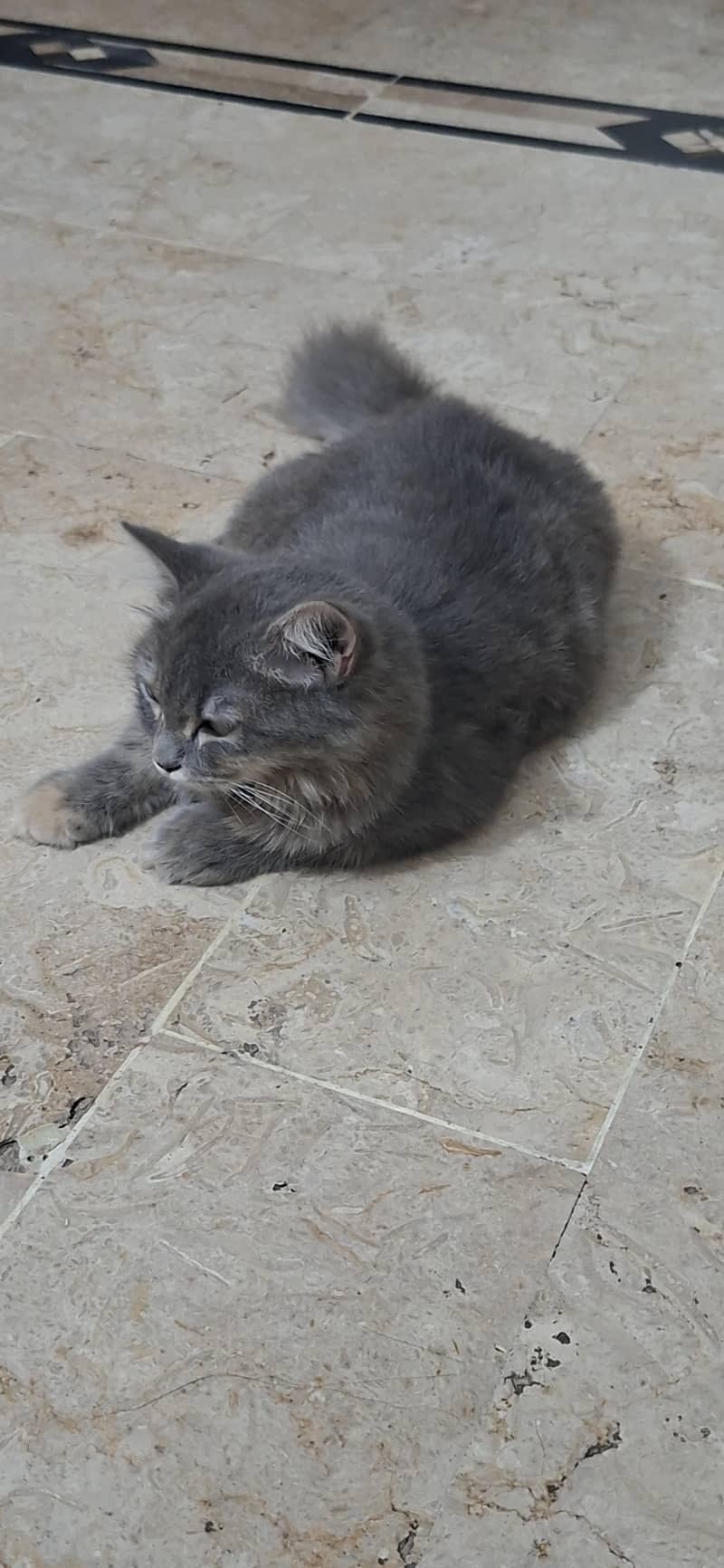 persian cat 2