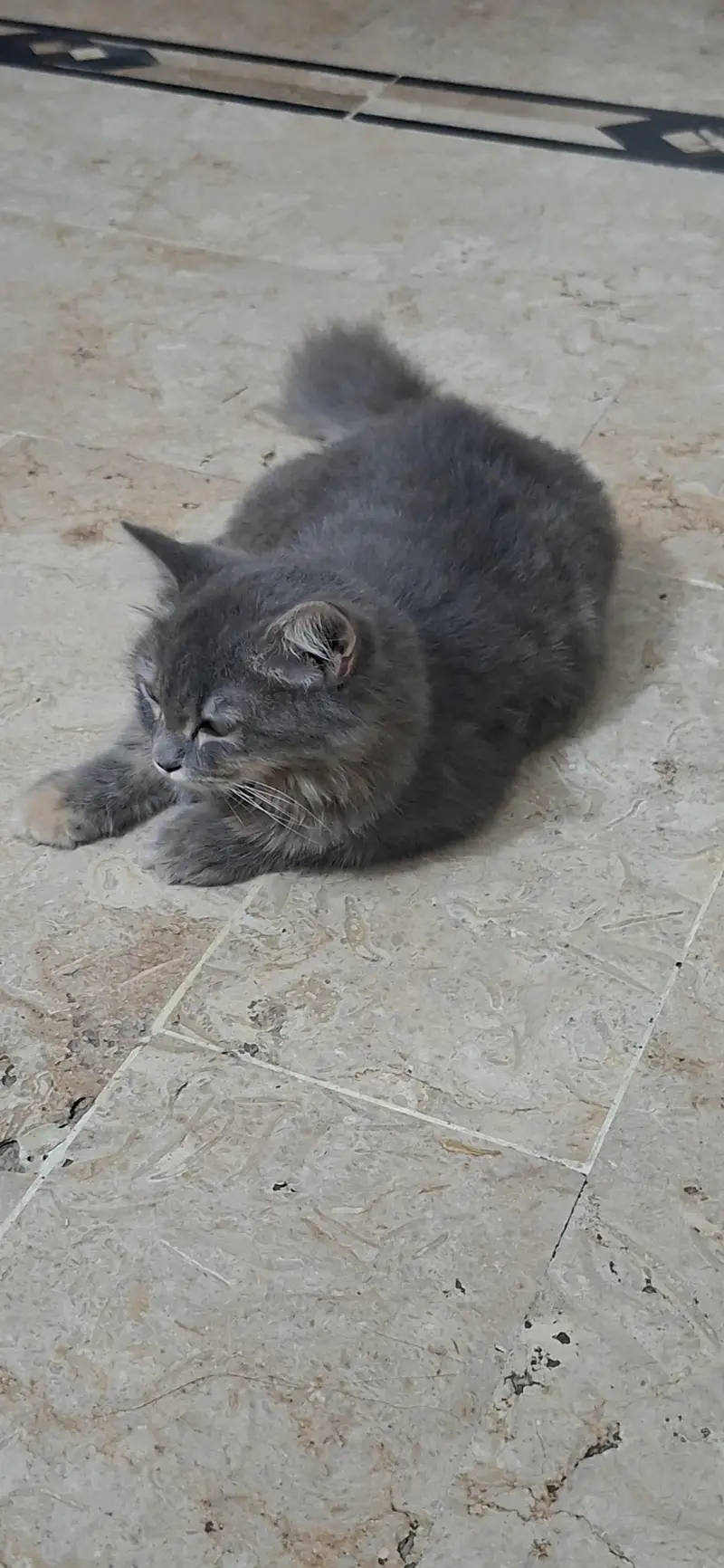 persian cat — photo 3