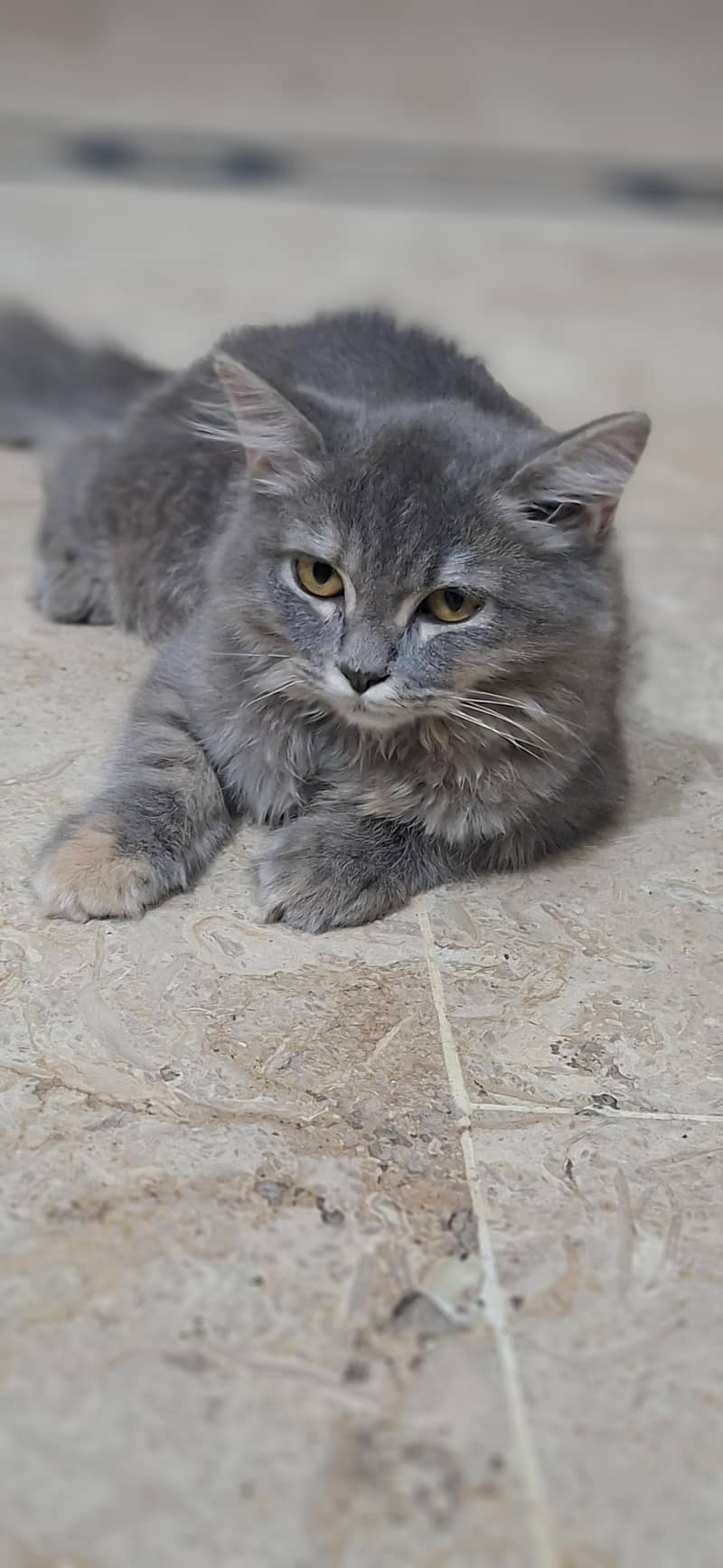 persian cat 3
