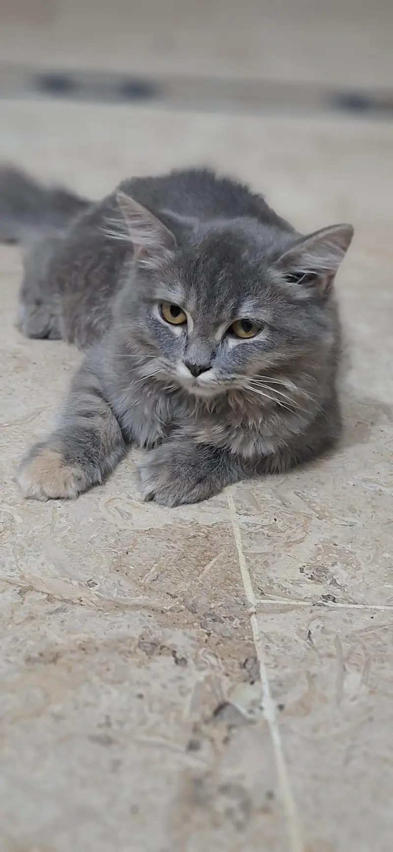 persian cat — photo 4