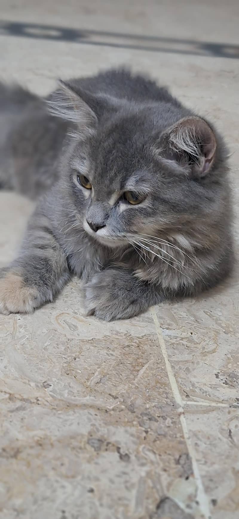 persian cat 4