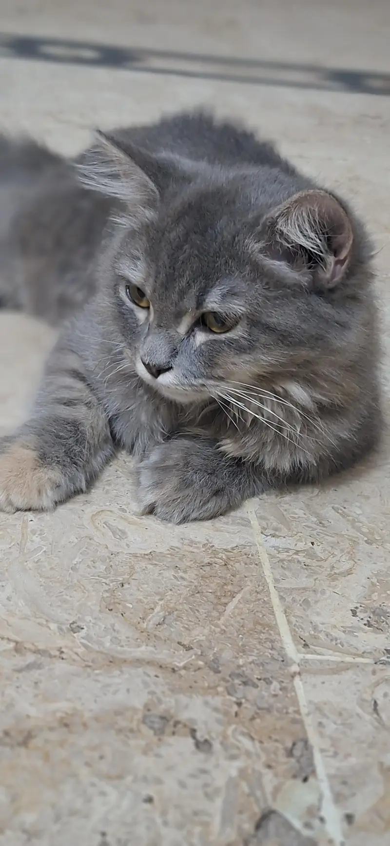 persian cat — photo 5