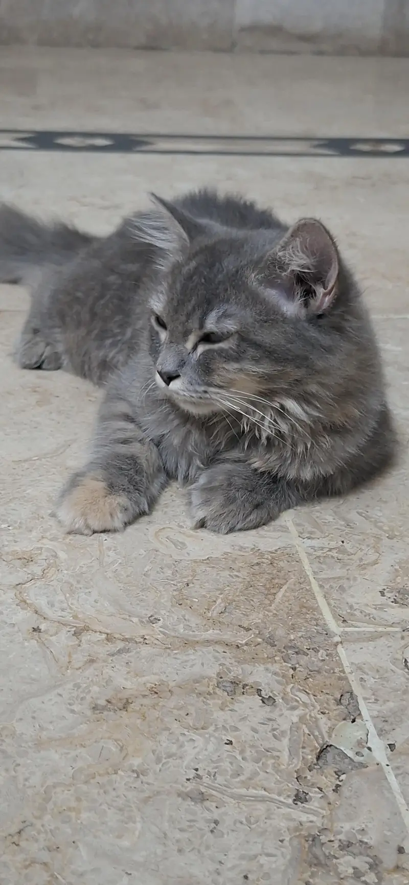 persian cat — photo 6