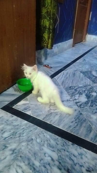 Persian cat for sale