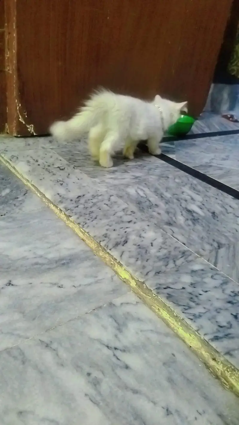 Persian cat for sale — photo 2