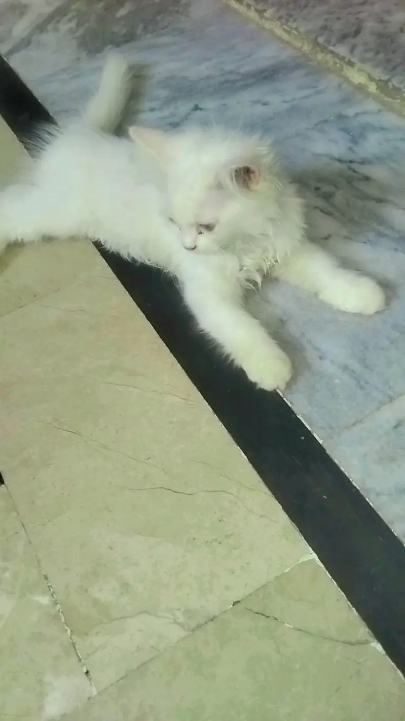 Persian cat for sale — photo 3