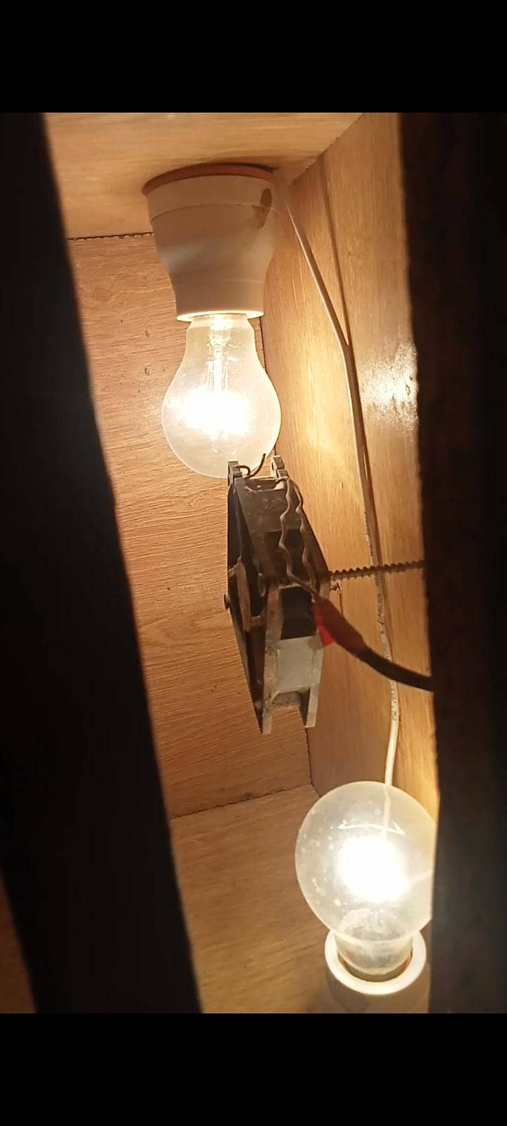 incubator 1