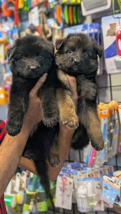 GSD pedigree puppies for sale