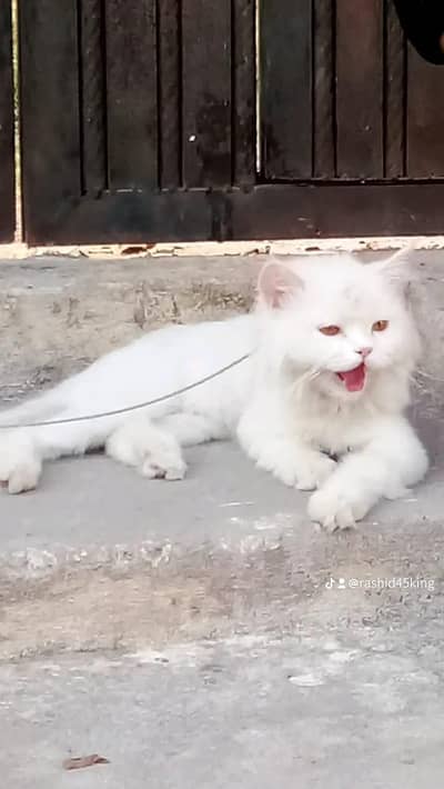 White perisan cat male