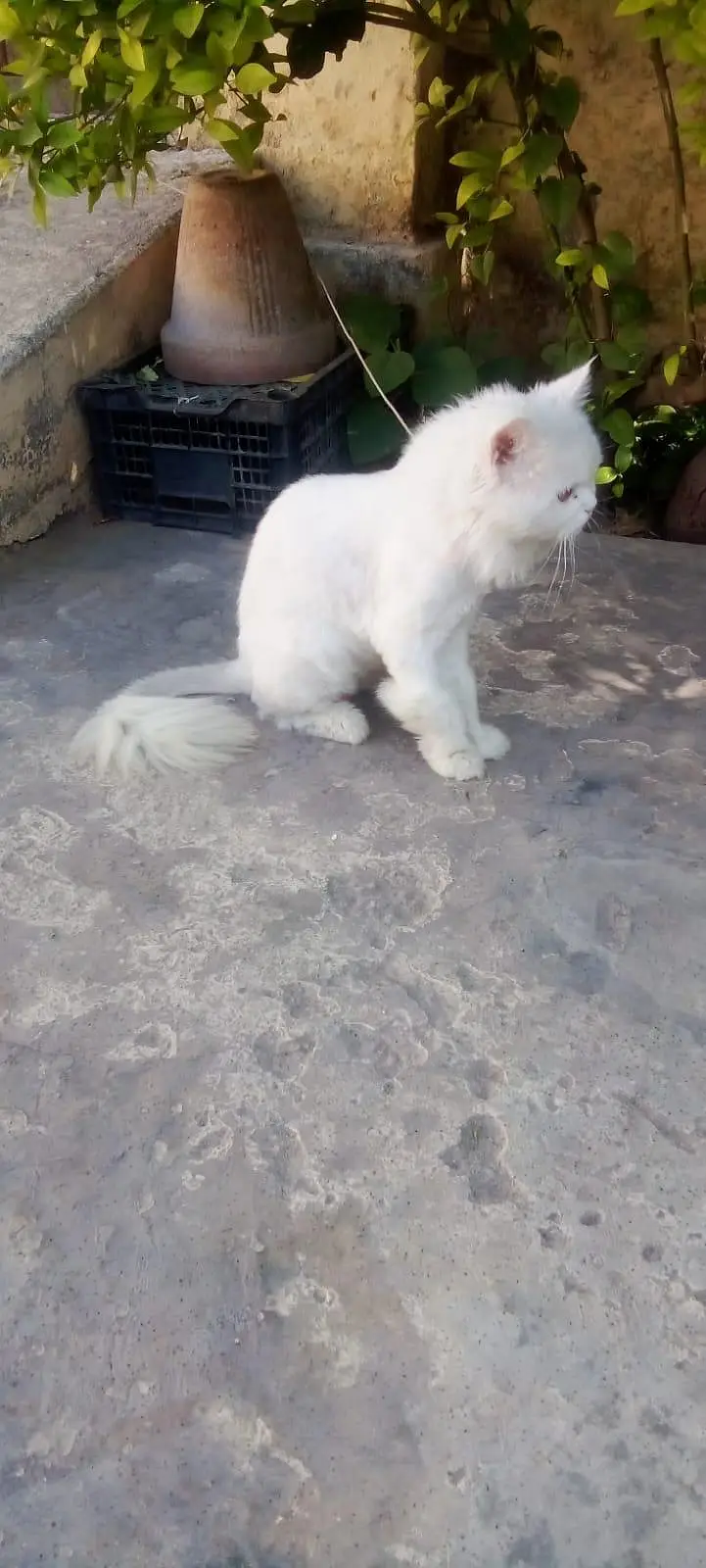 White perisan cat male — photo 2