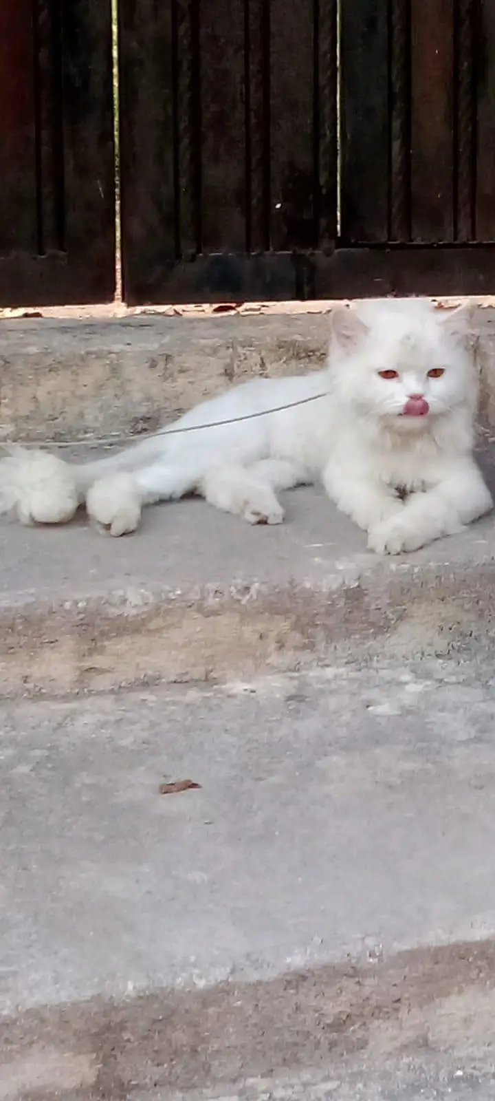 White perisan cat male — photo 3
