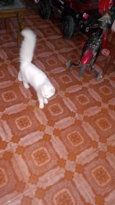 cat far sale