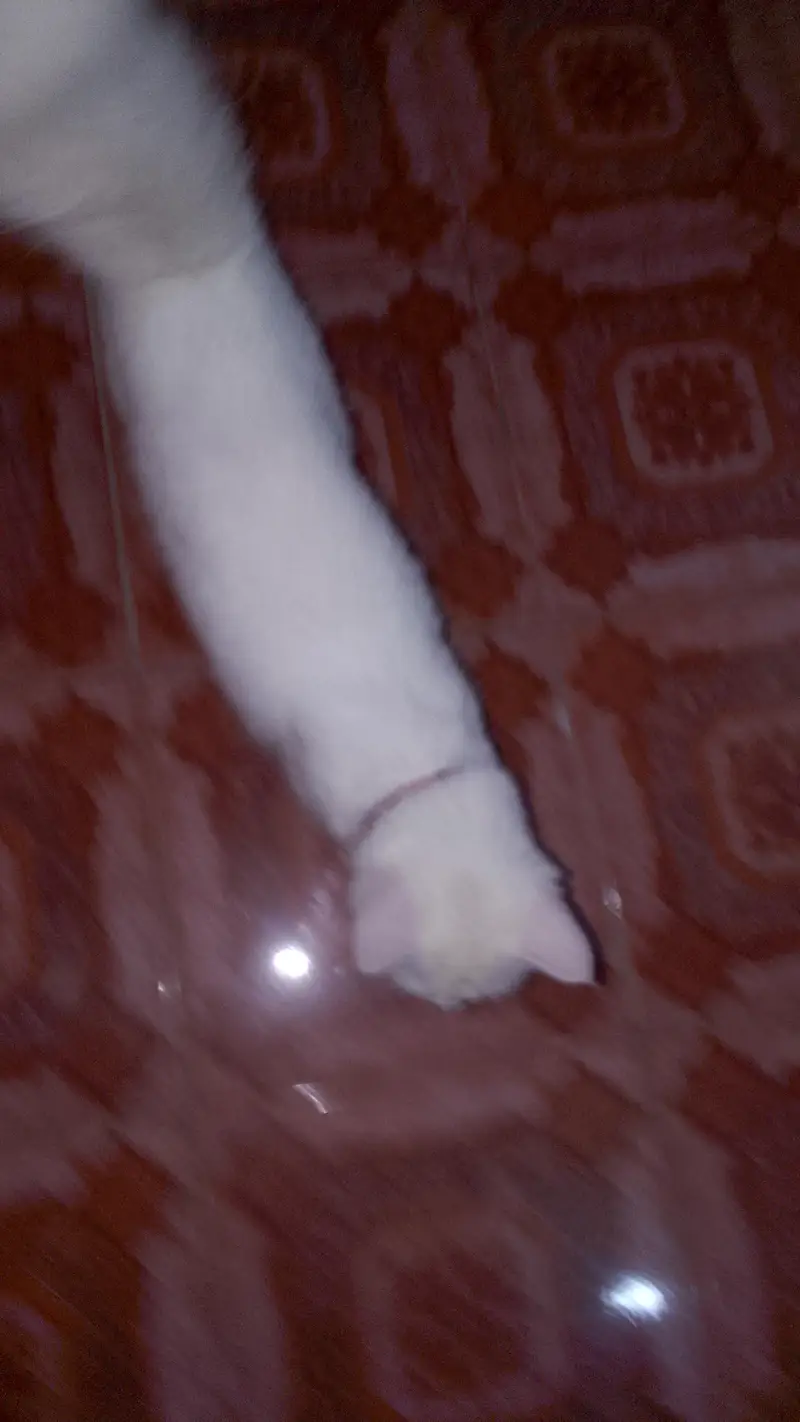 cat far sale — photo 2