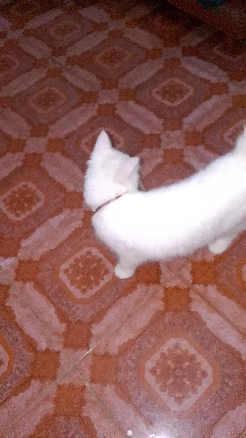cat far sale — photo 4