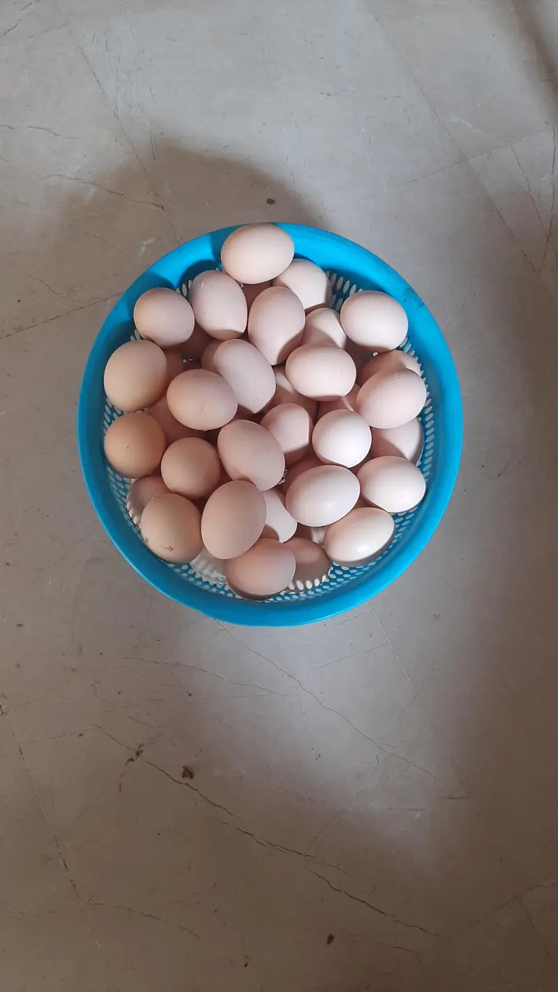 desi eggs / pure desi eggs / golden eggs — photo 3