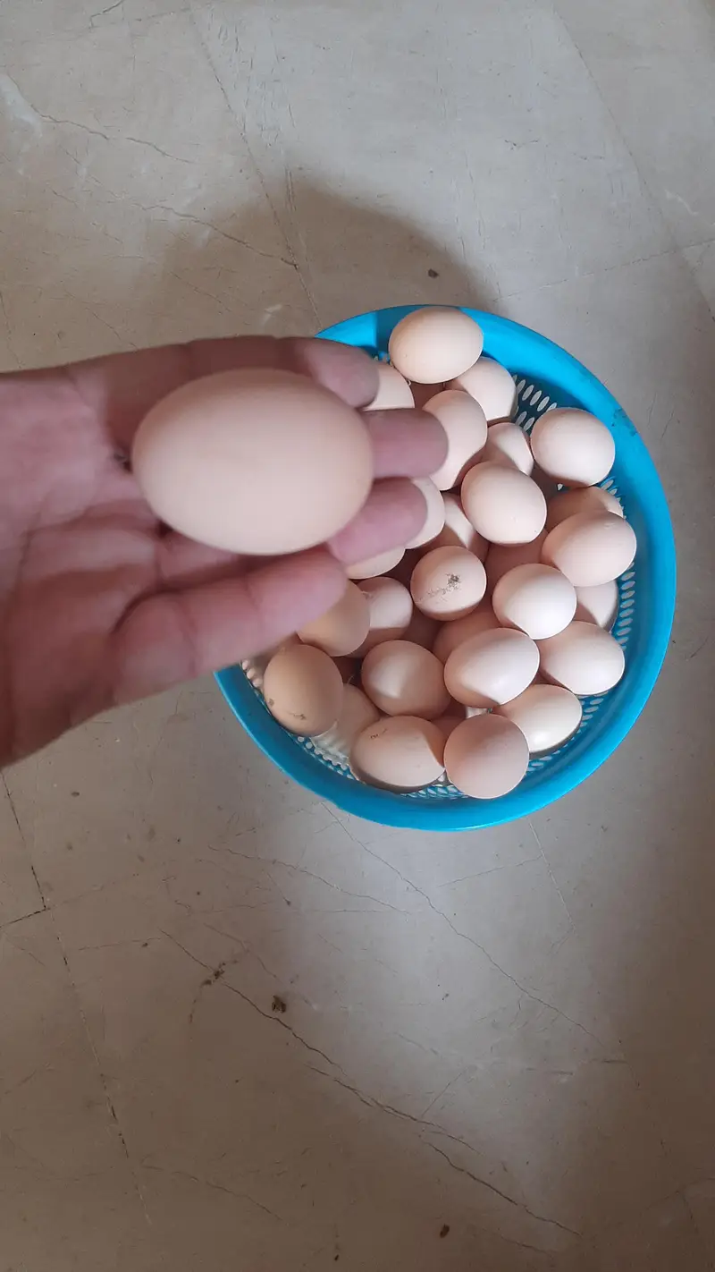 desi eggs / pure desi eggs / golden eggs — photo 4
