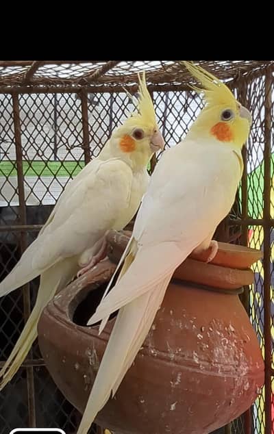 cocktail cream color Lutino pair