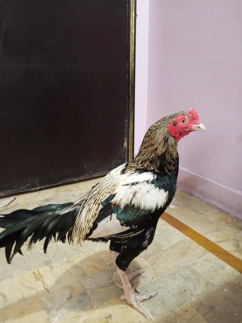 Aseel Murga — photo 3