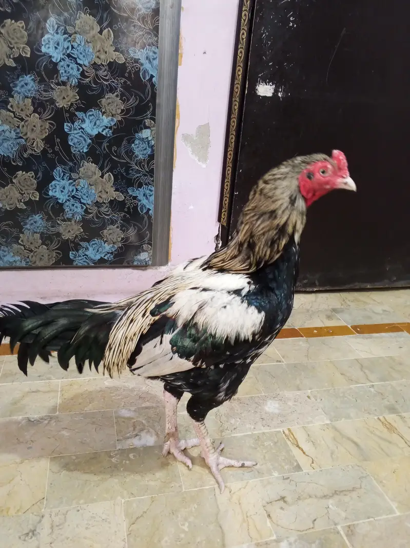 Aseel Murga — photo 4