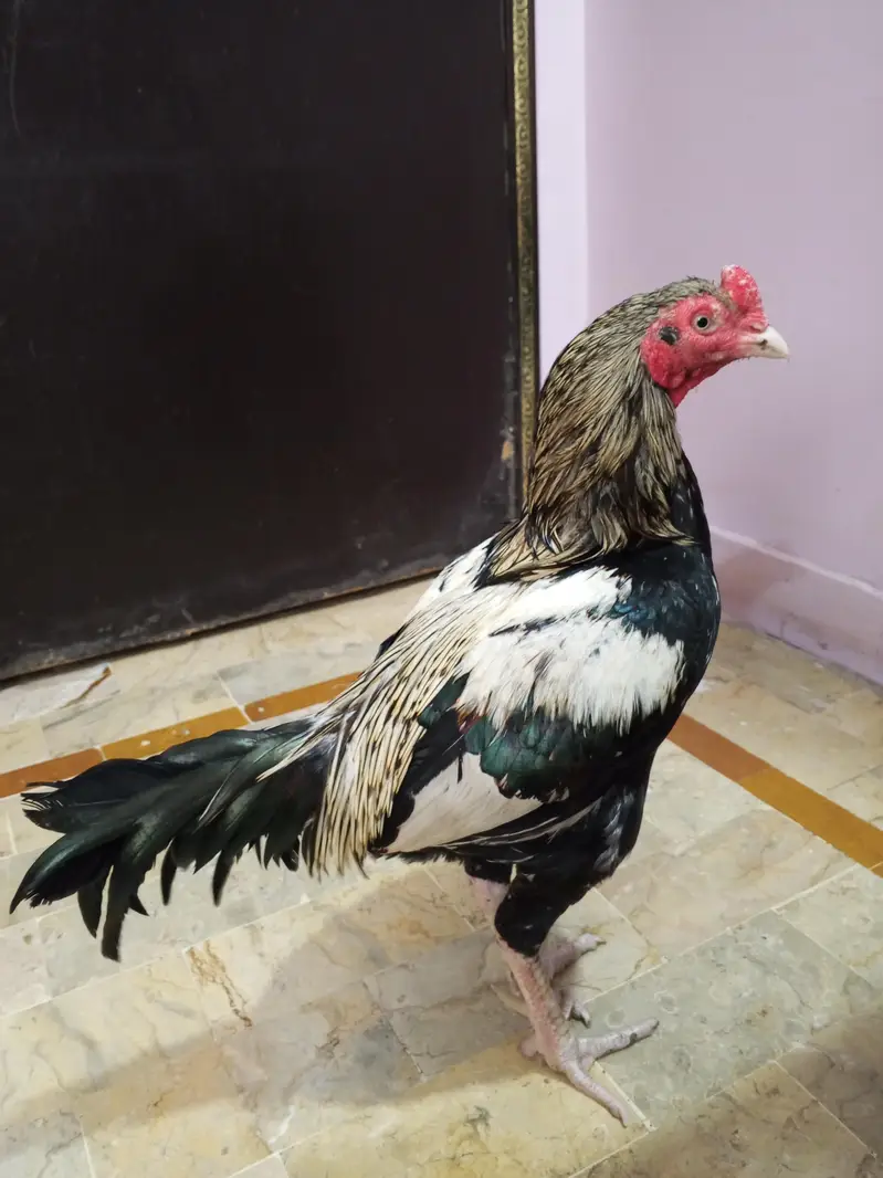 Aseel Murga — photo 5