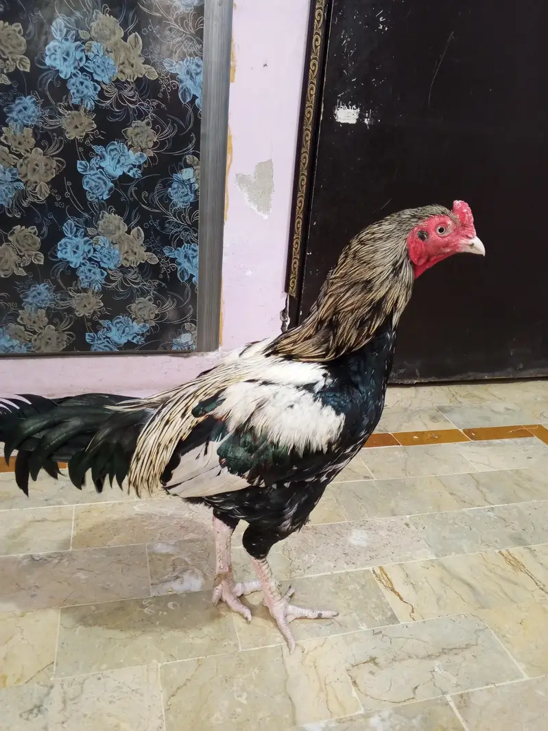 Aseel Murga — photo 7