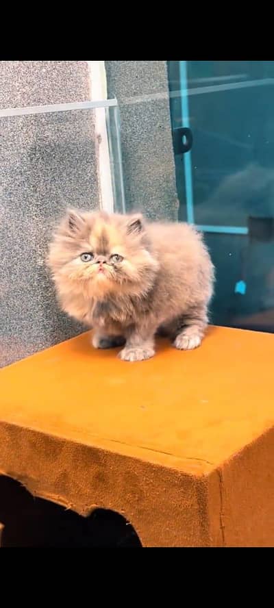 pure Persian cats vaccinated and healthy active WhatsApp/0344/6895398/
