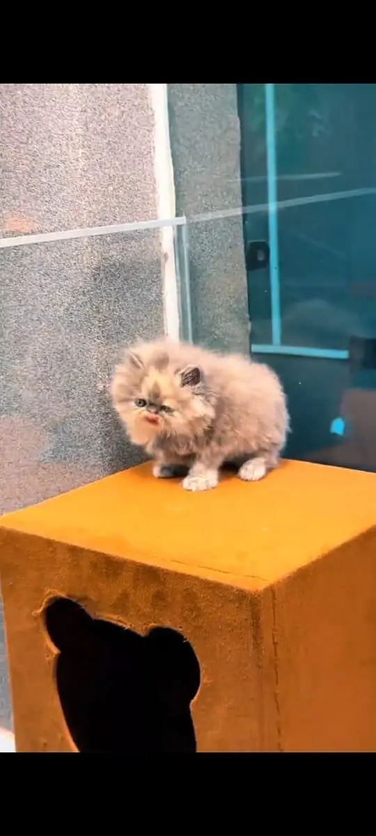 pure Persian cats vaccinated and healthy active WhatsApp/0344/6895398/ — photo 2