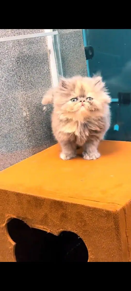 pure Persian cats vaccinated and healthy active WhatsApp/0344/6895398/ — photo 4