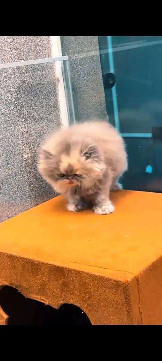 pure Persian cats vaccinated and healthy active WhatsApp/0344/6895398/ — photo 5