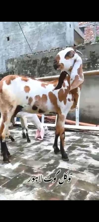 Bkri | Goat | Betal Bakri | Goat kids | Dodh wali Bakri | Nagra