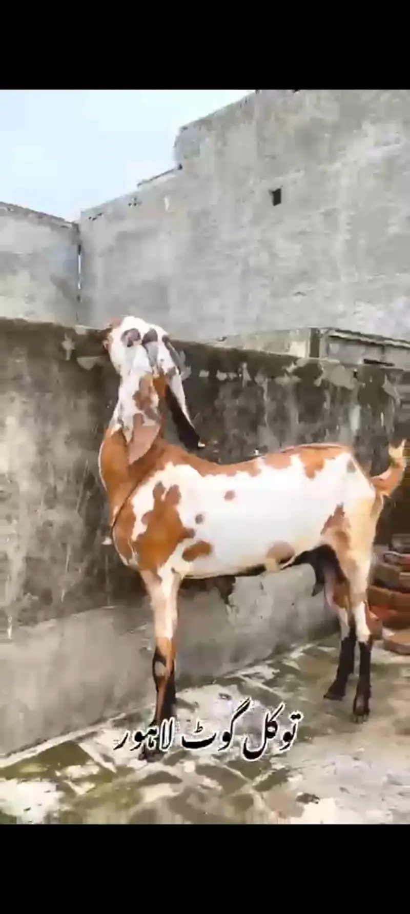 Bkri | Goat | Betal Bakri | Goat kids | Dodh wali Bakri | Nagra — photo 2