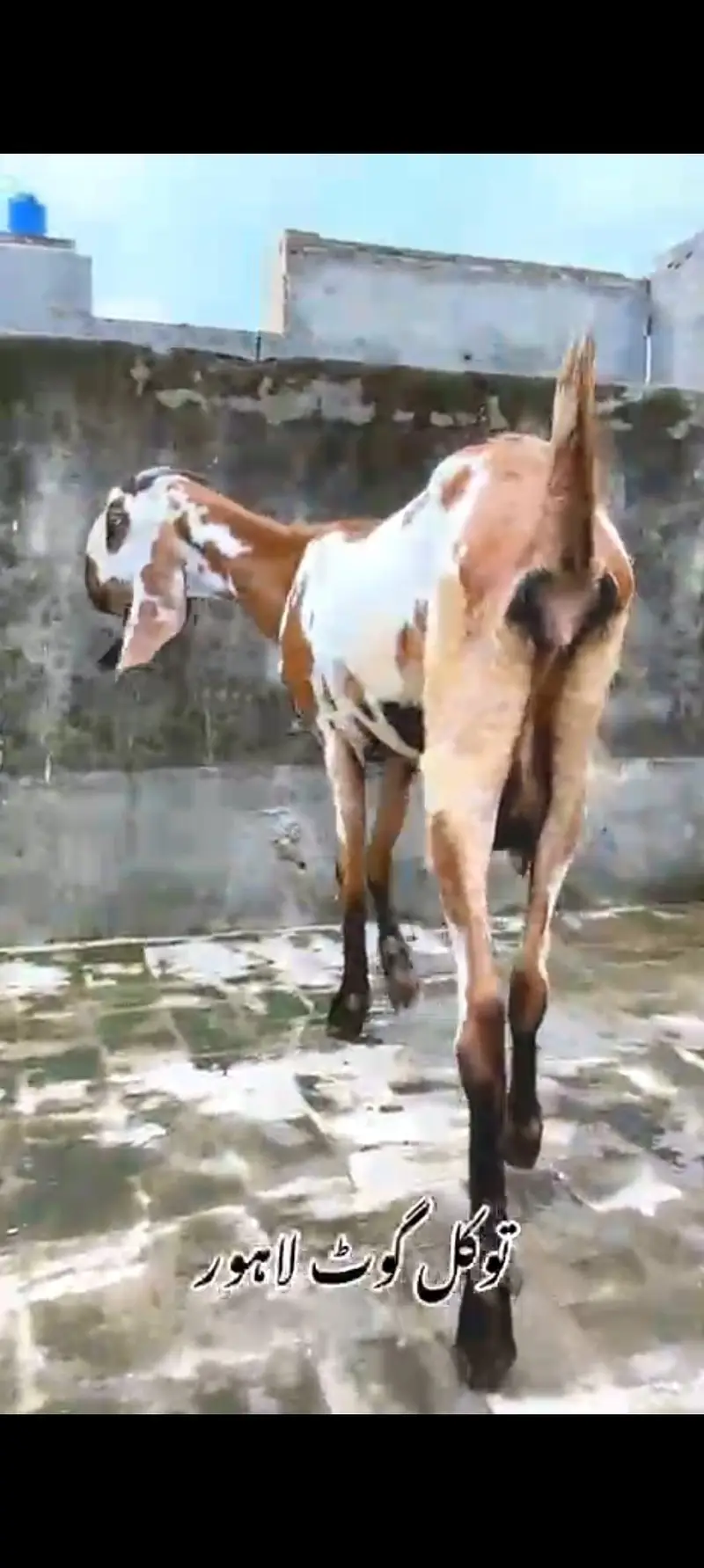 Bkri | Goat | Betal Bakri | Goat kids | Dodh wali Bakri | Nagra — photo 3