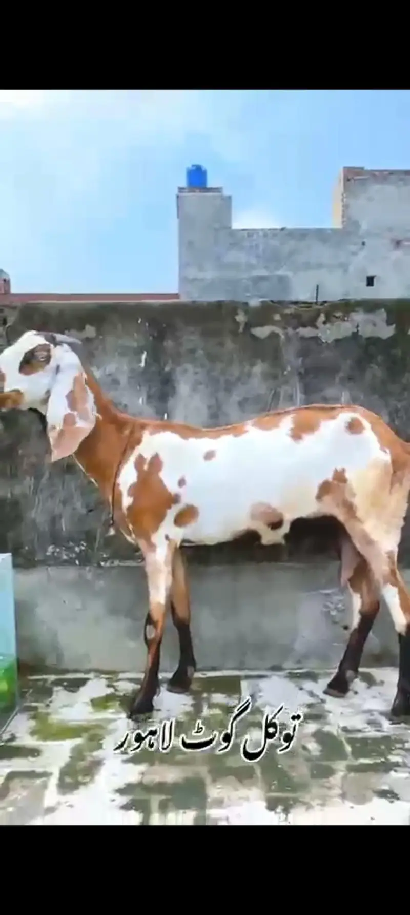Bkri | Goat | Betal Bakri | Goat kids | Dodh wali Bakri | Nagra — photo 4
