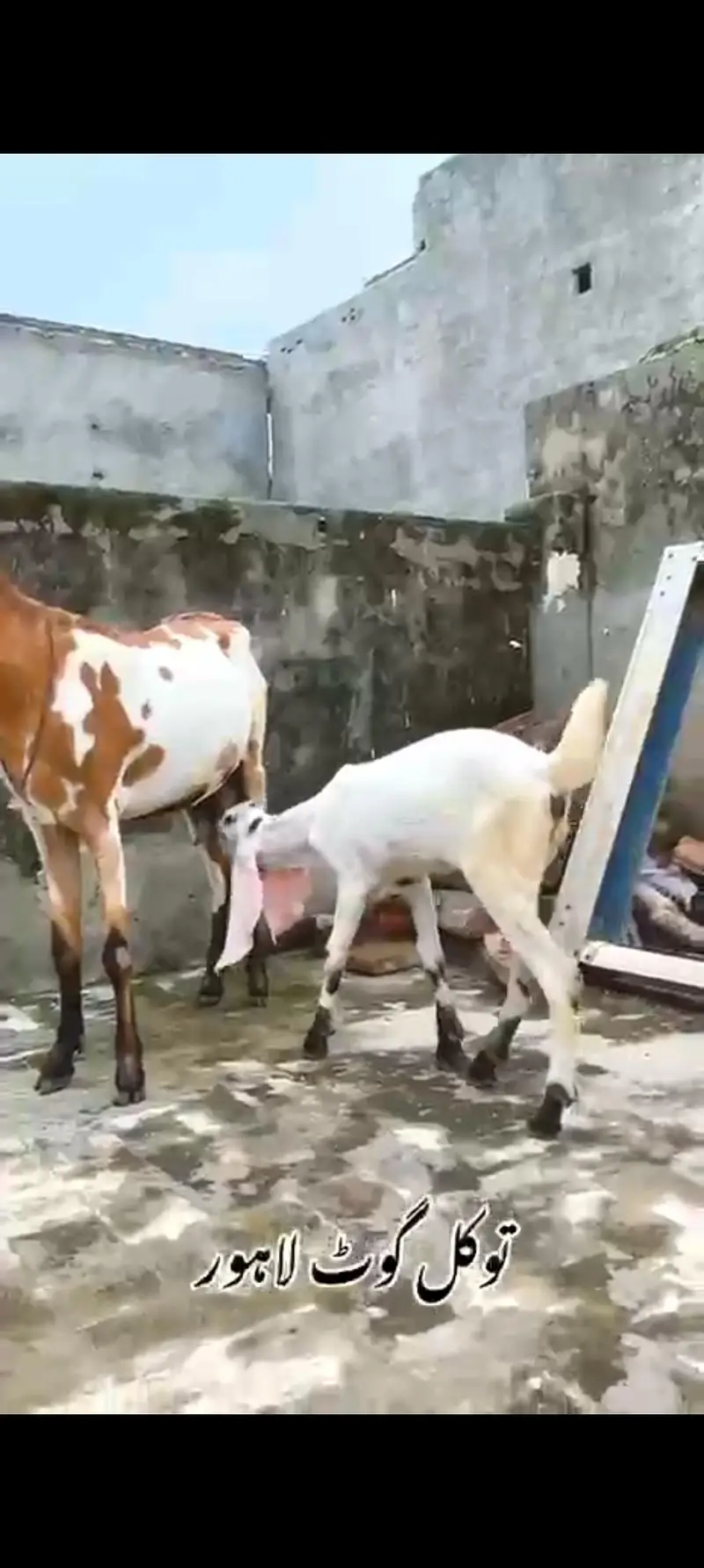 Bkri | Goat | Betal Bakri | Goat kids | Dodh wali Bakri | Nagra — photo 5