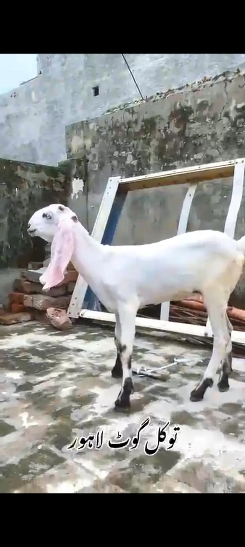 Bkri | Goat | Betal Bakri | Goat kids | Dodh wali Bakri | Nagra — photo 6