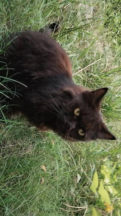 black persain cat for urgent sale