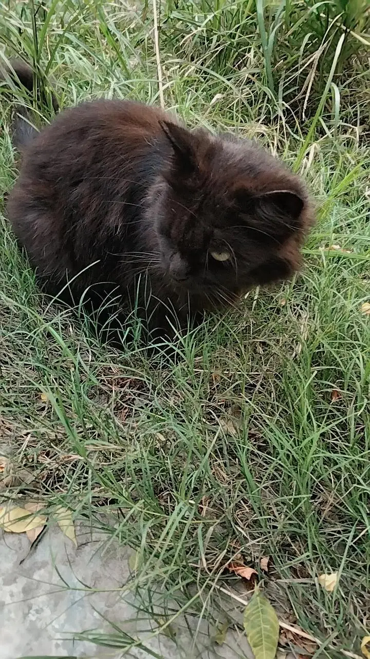 black persain cat for urgent sale — photo 2