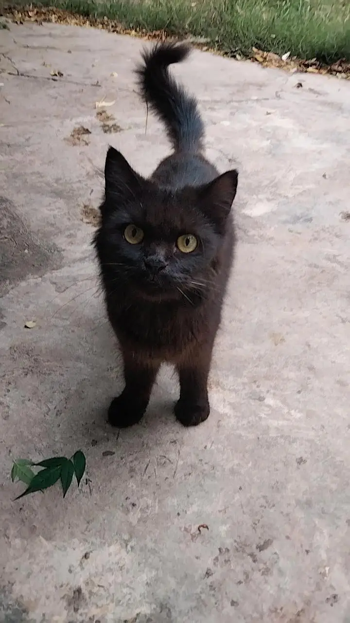 black persain cat for urgent sale — photo 3