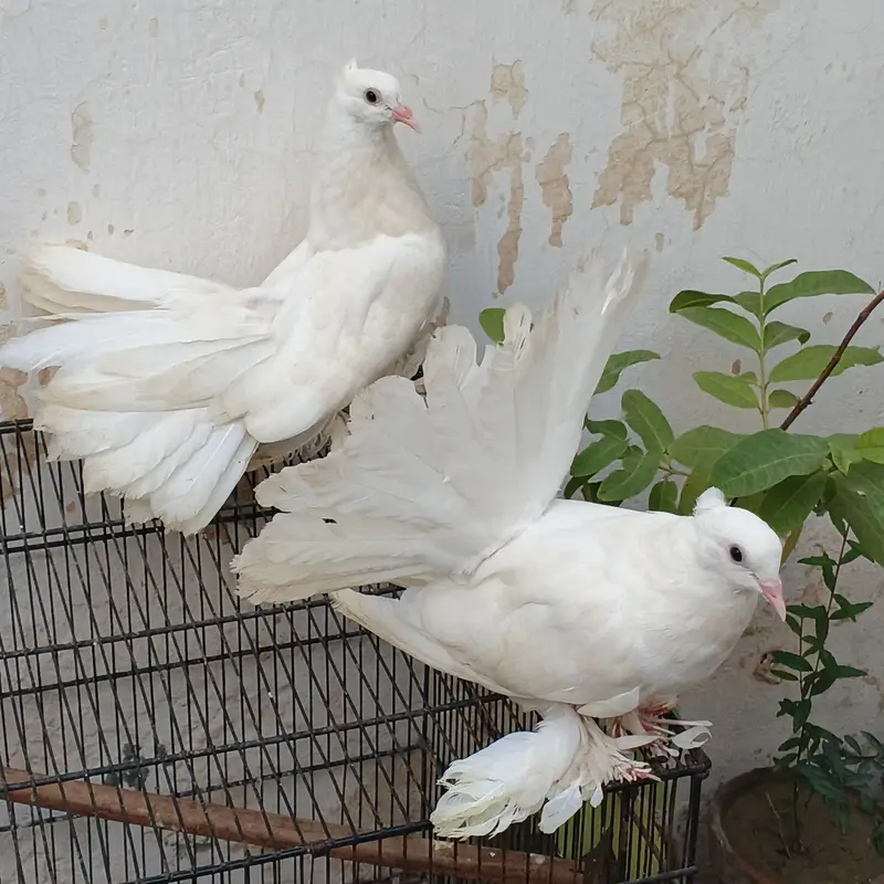 Laky kabootar — photo 2