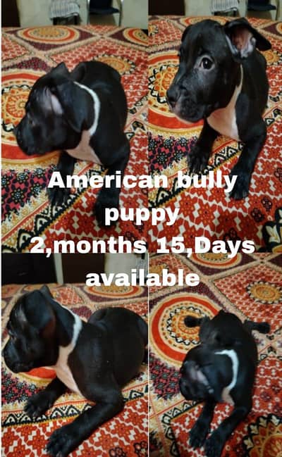 Top Quality American bully male puppy available
