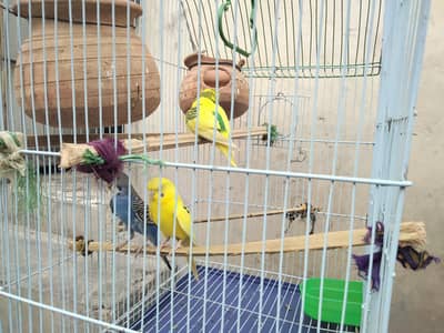 Australian parrot budgie