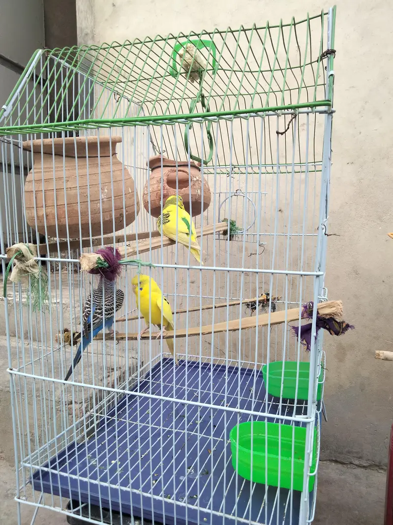 Australian parrot budgie — photo 2