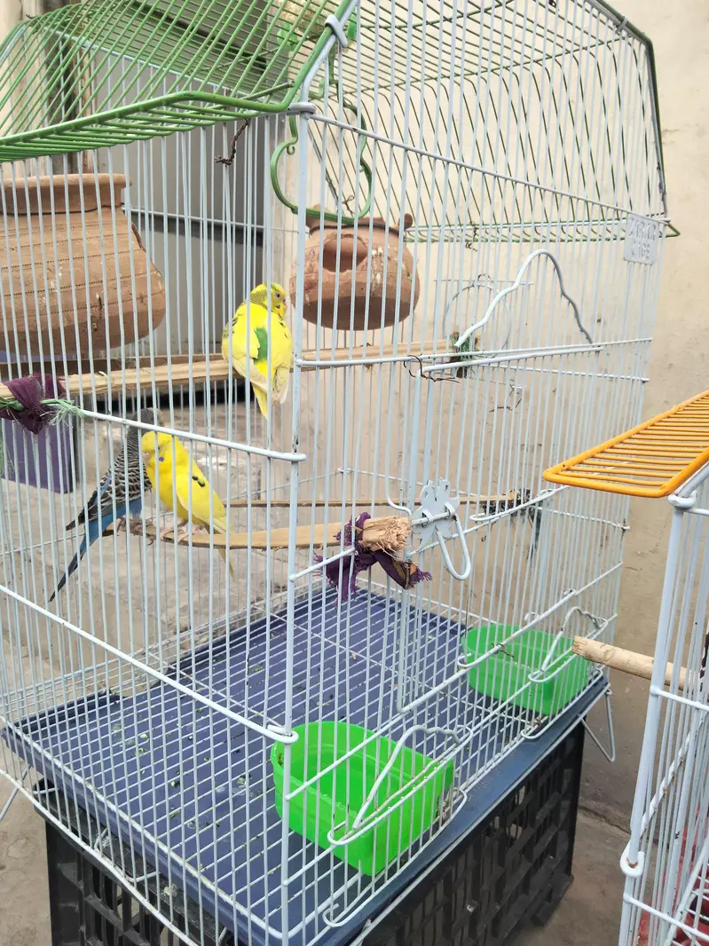 Australian parrot budgie — photo 3