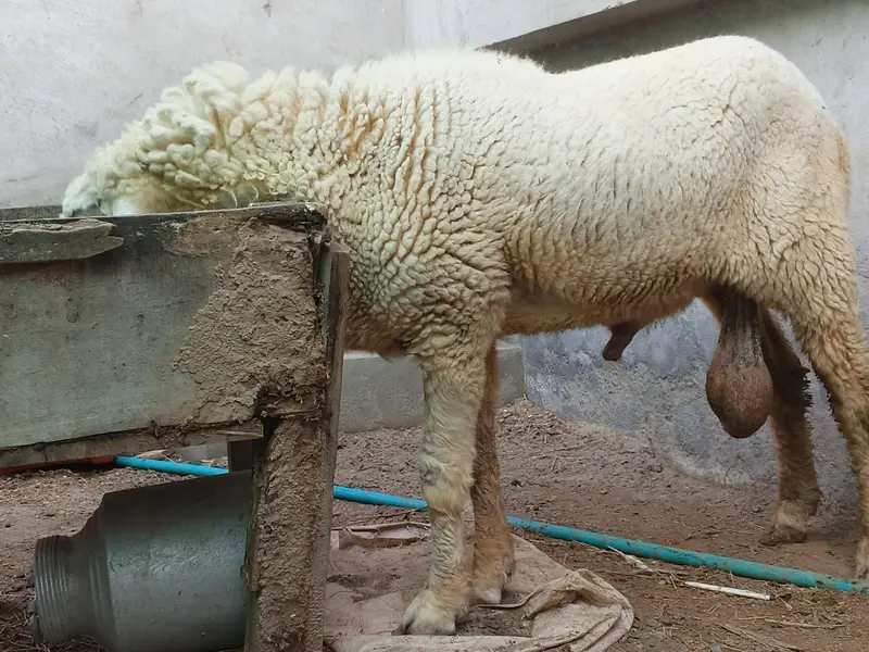 heavyweight chatra best for palaee — photo 2
