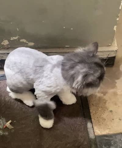 urgent sale
