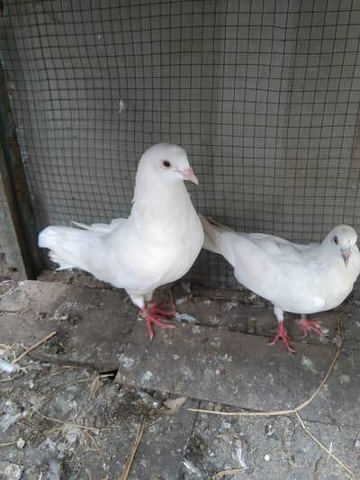 breeder pair