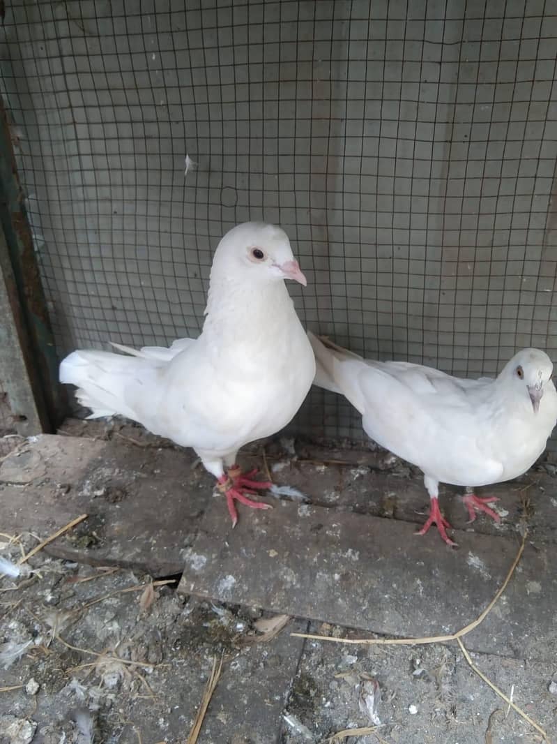 breeder pair 0
