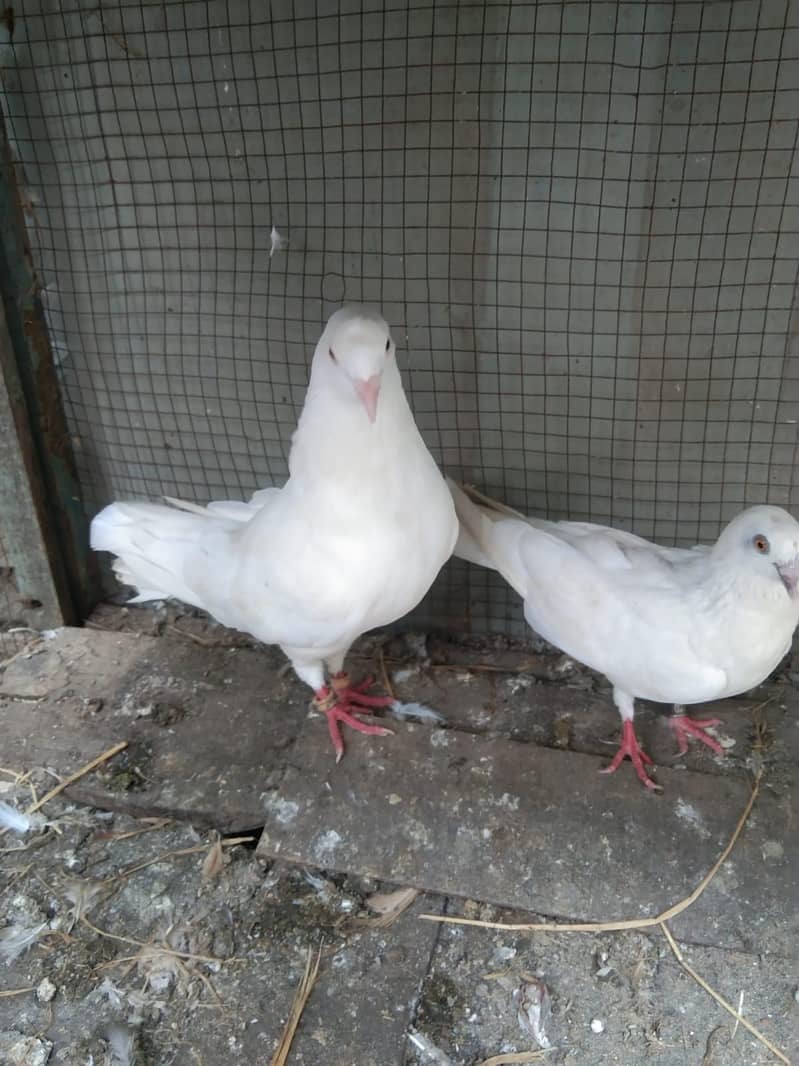 breeder pair 1