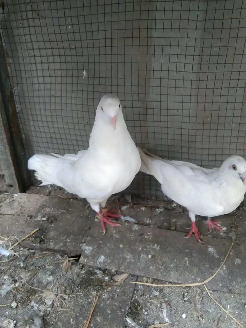 breeder pair — photo 2