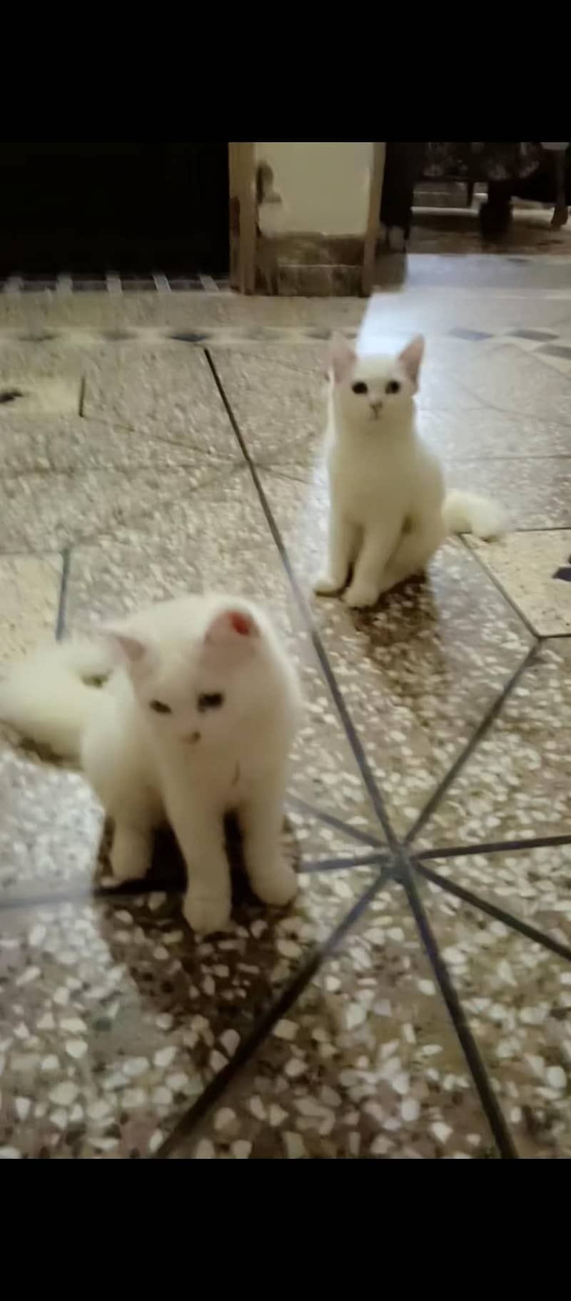 Persian cat 1